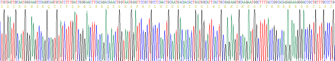 Recombinant Laminin Gamma 2 (LAMC2)