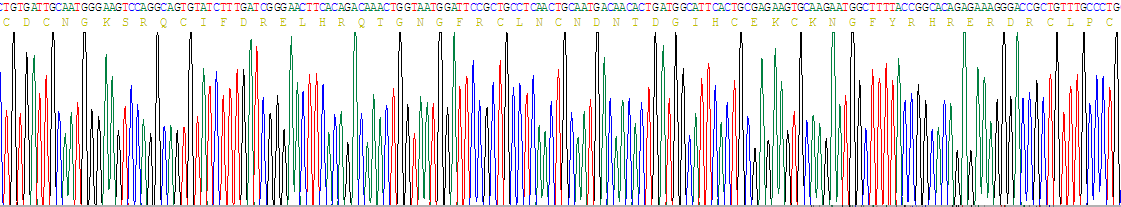 Recombinant Laminin Gamma 2 (LAMC2)