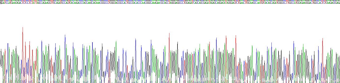 Recombinant Laminin Gamma 2 (LAMC2)