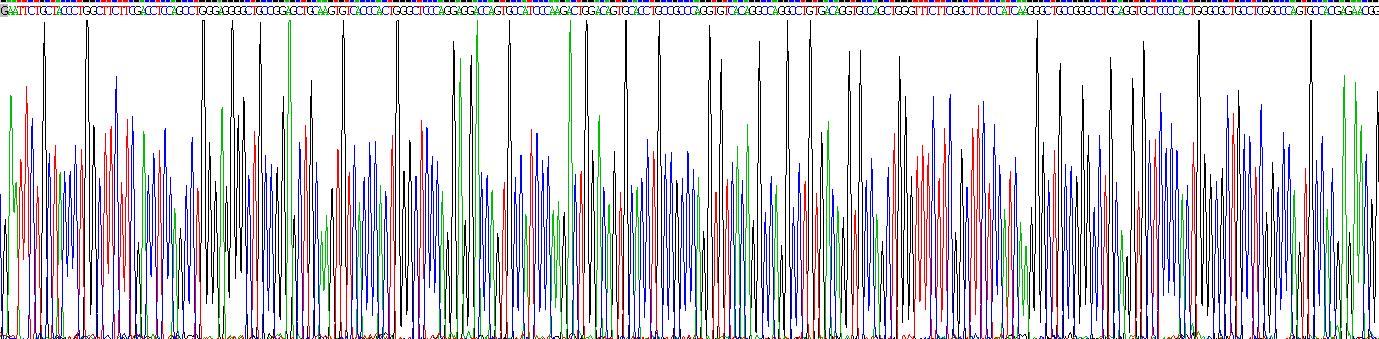 Recombinant Laminin Gamma 3 (LAMC3)