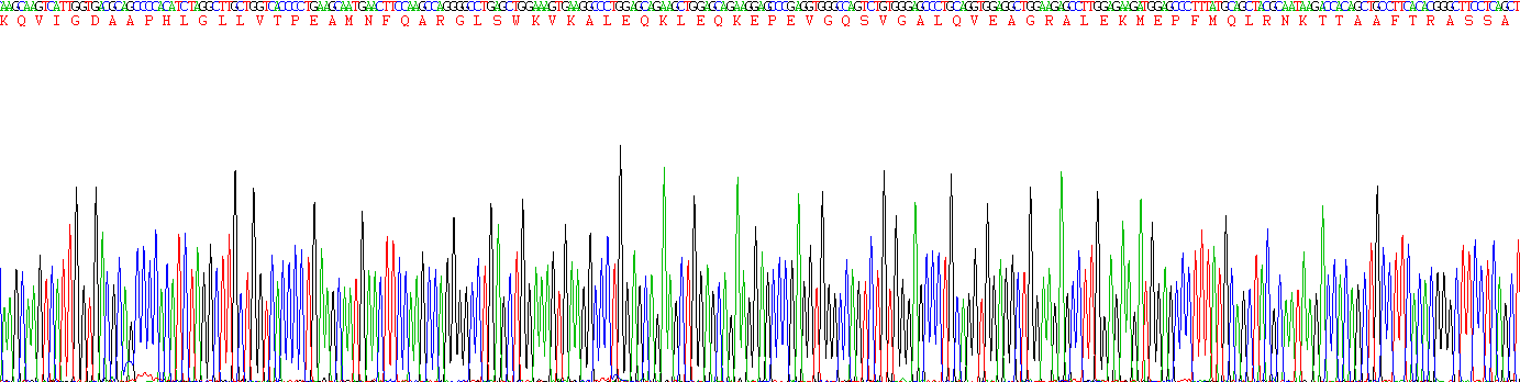 Recombinant Laminin Gamma 3 (LAMC3)