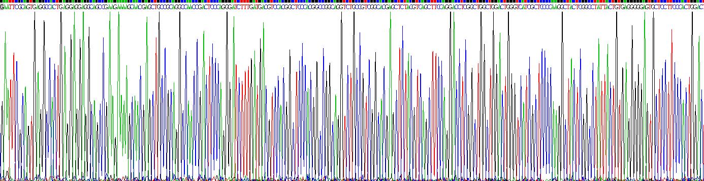 Recombinant Bone Morphogenetic Protein 8A (BMP8A)