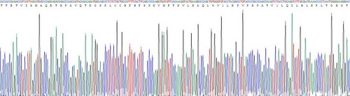 Recombinant Growth Differentiation Factor 11 (GDF11)