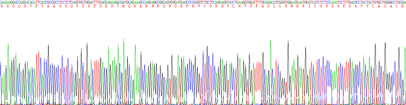 Recombinant Growth Differentiation Factor 10 (GDF10)