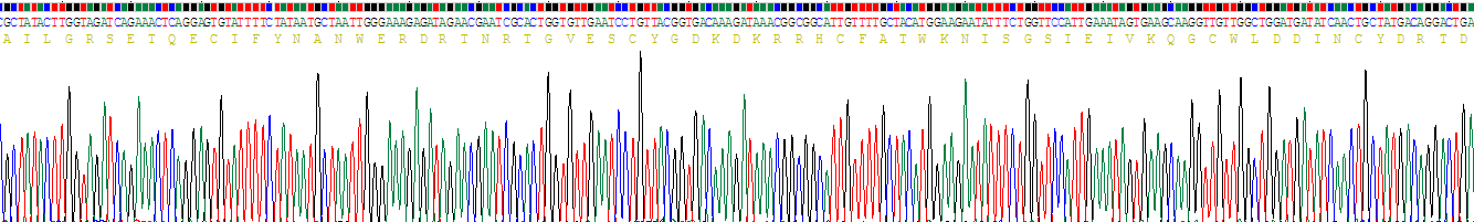 Recombinant Activin A Receptor Type II A (ACVR2A)