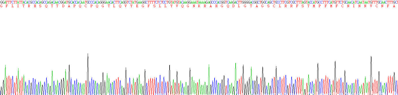 Recombinant Collagen Type IV Alpha 5 (COL4a5)