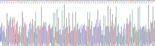 Recombinant Collagen Type VII (COL7)