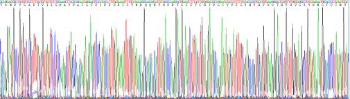 Recombinant Collagen Type X (COL10)