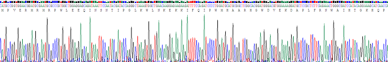 Recombinant Interferon Regulatory Factor 2 (IRF2)