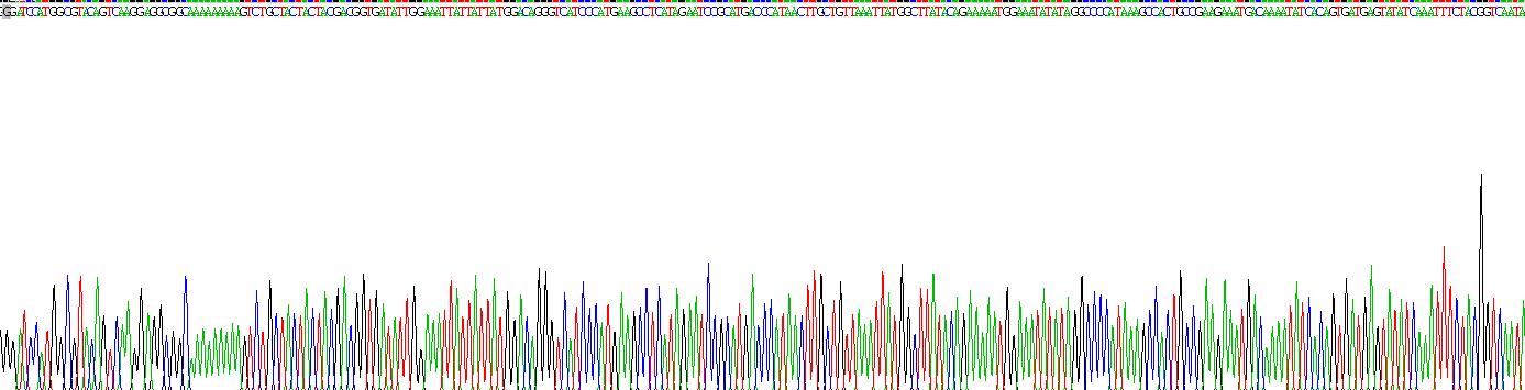 Recombinant Histone Deacetylase 2 (HDAC2)