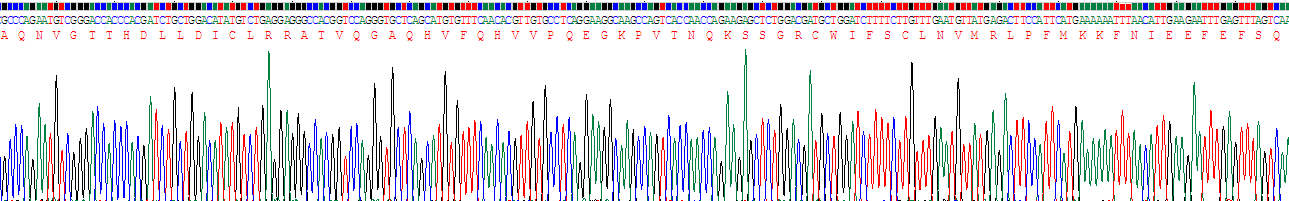 Recombinant Bleomycin Hydrolase (BLMH)