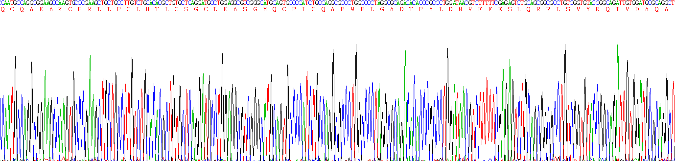 Recombinant Promyelocytic Leukemia Protein (PML)