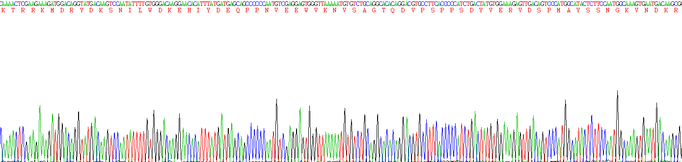 Recombinant Occludin (OCLN)