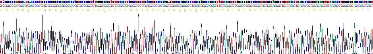 Recombinant Zyxin (ZYX)