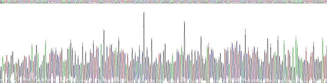 Recombinant Telomerase Reverse Transcriptase (TERT)