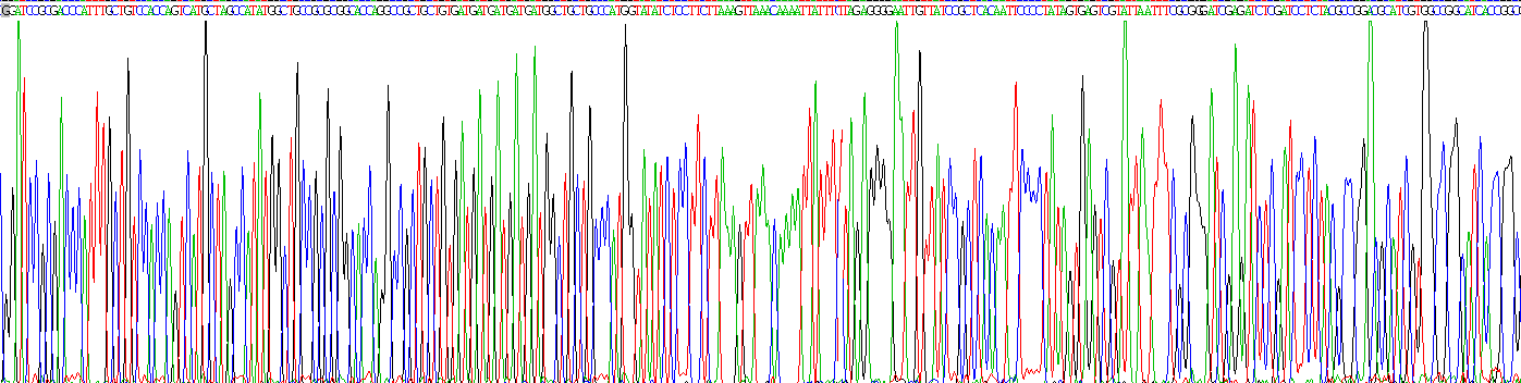 Recombinant Nucleolin (NCL)