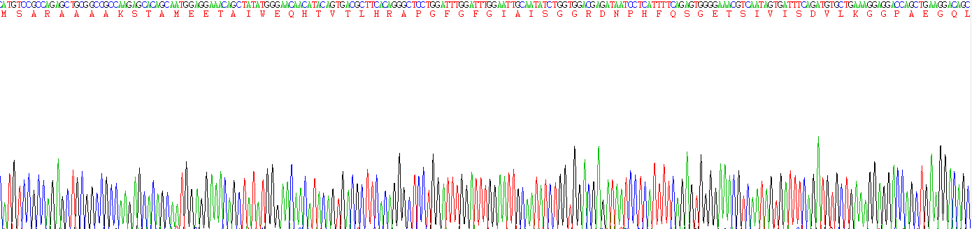 Recombinant Tight Junction Protein 1 (TJP1)