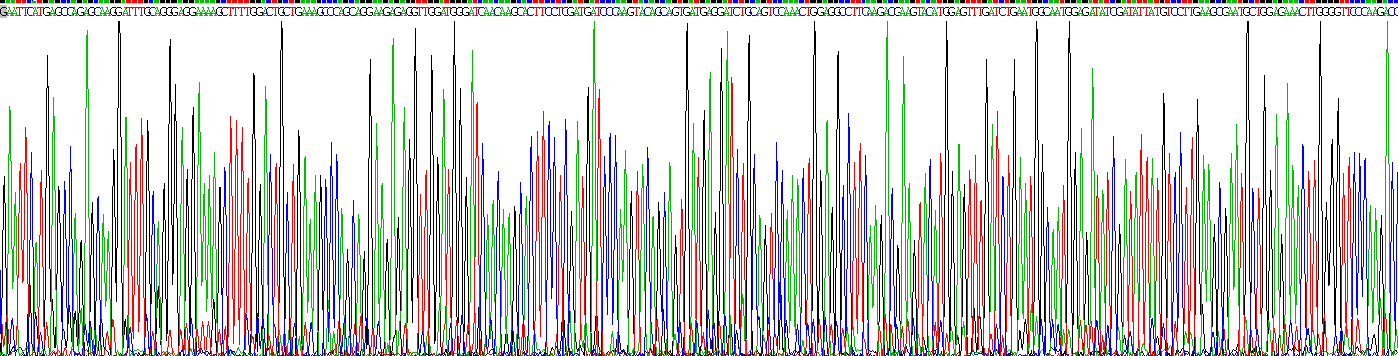 Recombinant Ionized Calcium-binding Adapter Molecule 1 (IBA1)