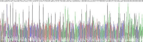 Recombinant Activating Transcription Factor 3 (ATF3)