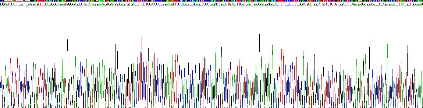 Recombinant Cartilage Intermediate Layer Protein (CILP)