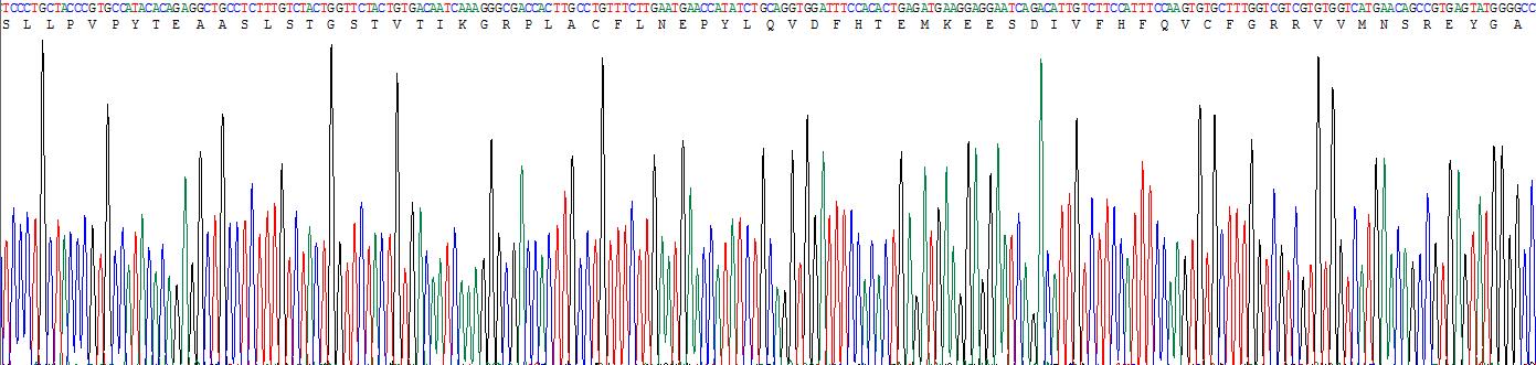 Recombinant Charcot Leyden Crystal Protein (CLC)