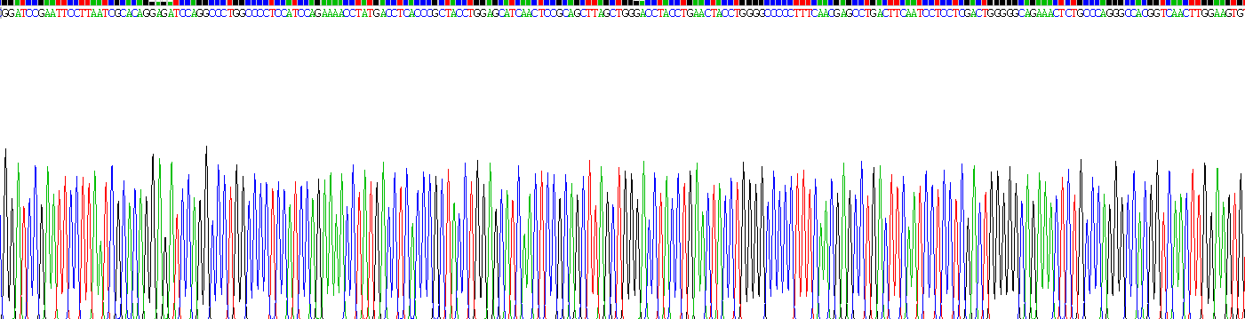 Recombinant Cardiotrophin Like Cytokine Factor 1 (CLCF1)