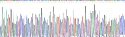 Recombinant Chloride Intracellular Channel Protein 1 (CLIC1)