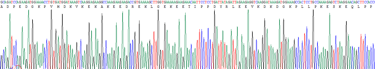 Recombinant Calpastatin (CAST)