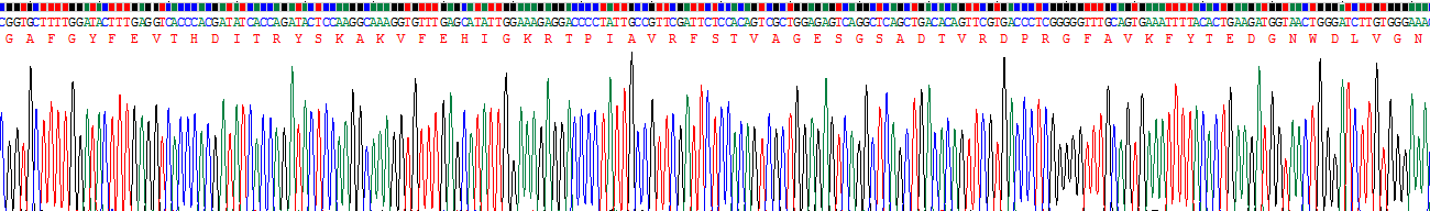 Recombinant Catalase (CAT)