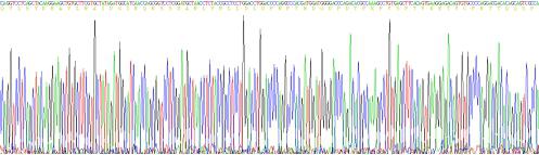 Recombinant Cathelicidin Antimicrobial Peptide (CAMP)