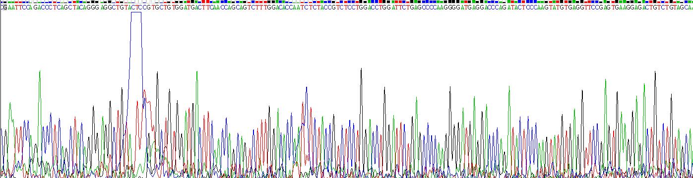 Recombinant Cathelicidin Antimicrobial Peptide (CAMP)