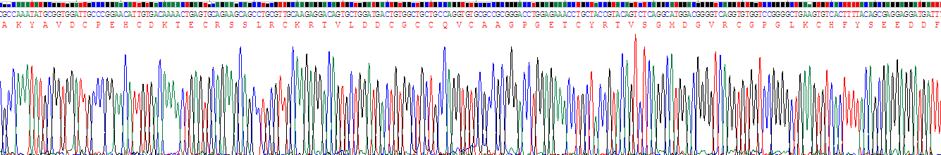 Recombinant Endothelial Cell Specific Molecule 1 (ESM1)