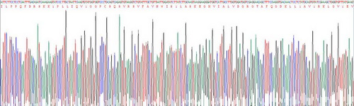 Recombinant Fibroblast Activation Protein Alpha (FAPa)