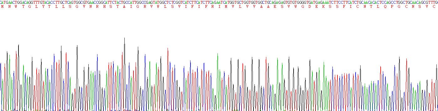 Recombinant Gap Junction Protein Beta 1 (GJb1)