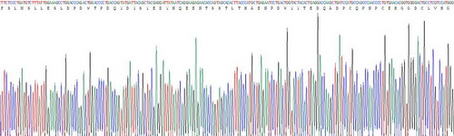 Recombinant Hyaluronan Binding Protein 2 (HABP2)