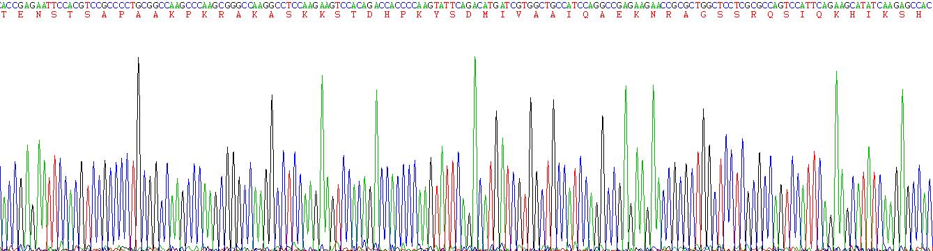 Recombinant Histone H1 (H1)