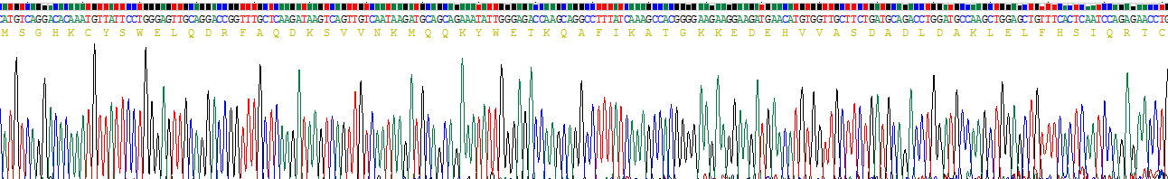 Recombinant Islet Cell Autoantigen 1 (ICA1)