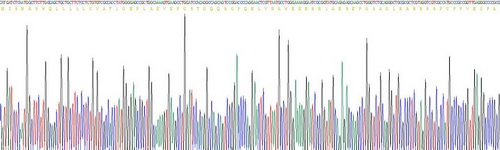 Recombinant Kisspeptin 1 (KISS1)