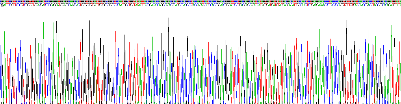 Recombinant Legumain (LGMN)