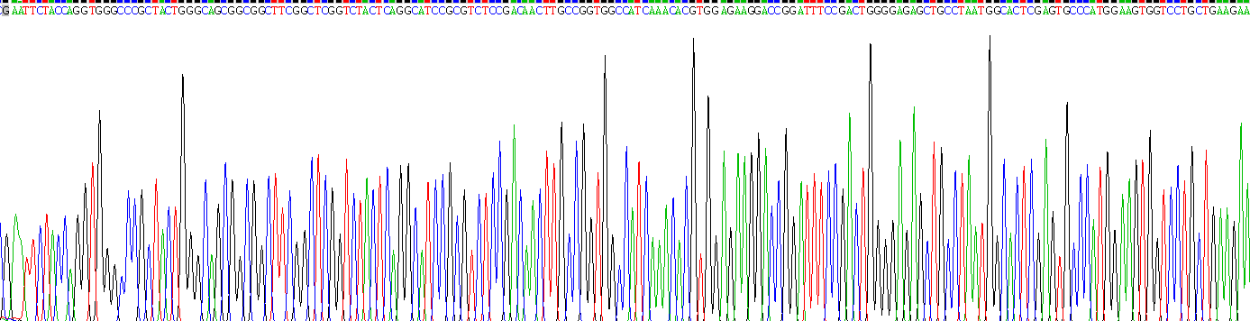 Recombinant Pim-1 Oncogene (PIM1)