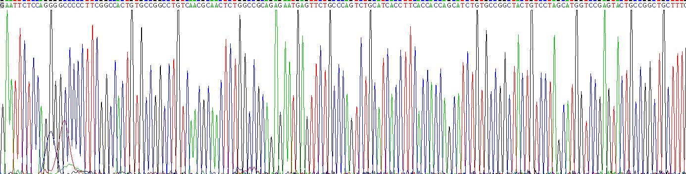 Recombinant Luteinizing Hormone Beta Polypeptide (LHb)