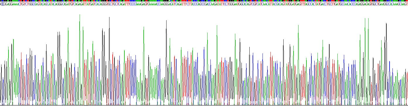 Recombinant Lysyl Oxidase (LOX)