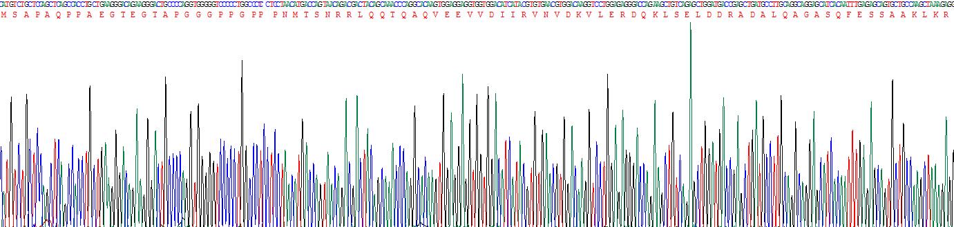 Recombinant Vesicle Associated Membrane Protein 1 (VAMP1)