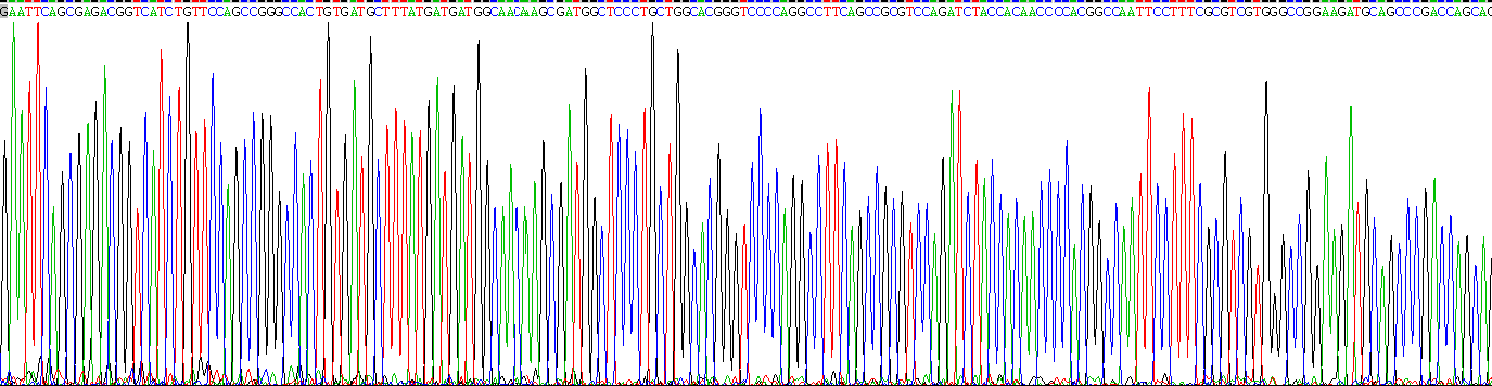 Recombinant Vasodilator Stimulated Phosphoprotein (VASP)