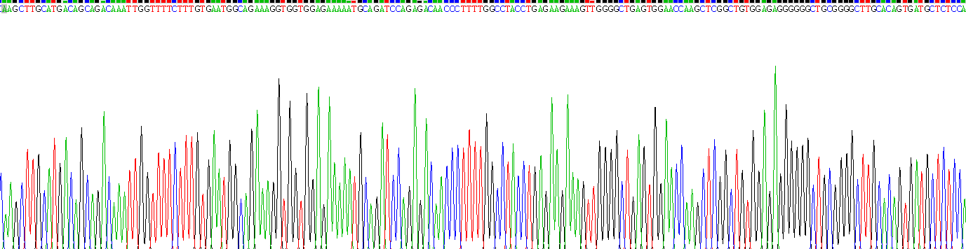 Recombinant Xanthine Dehydrogenase (XDH)