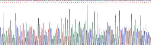 Recombinant Y-Box Binding Protein 1 (YBX1)