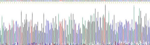 Recombinant Induced Myeloid Leukemia Cell Differentiation Protein Mcl-1 (MCL1)