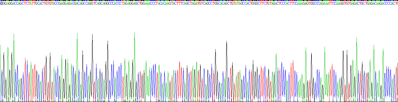 Recombinant Oxoguanine Glycosylase 1 (OGG1)