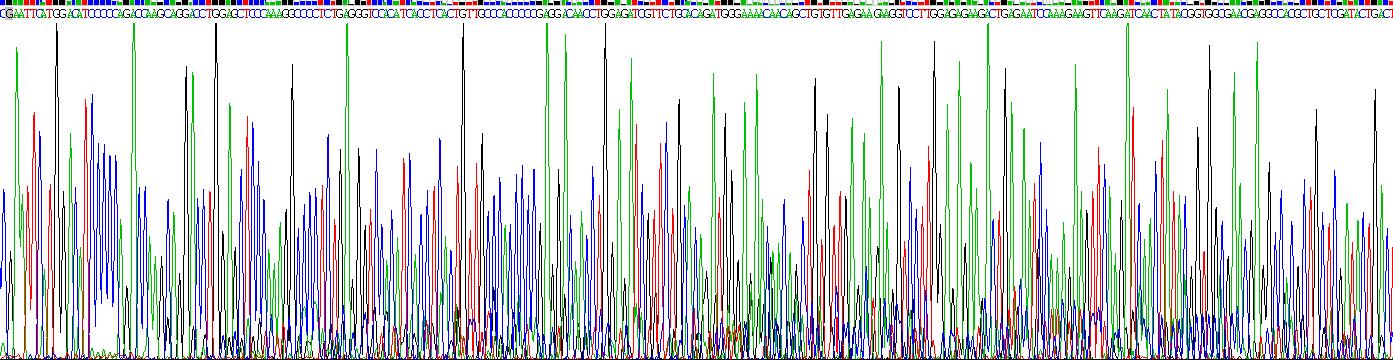 Recombinant Progestagen Associated Endometrial Protein (PAEP)