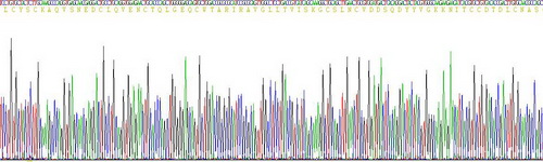 Recombinant Prostate Stem Cell Antigen (PSCA)